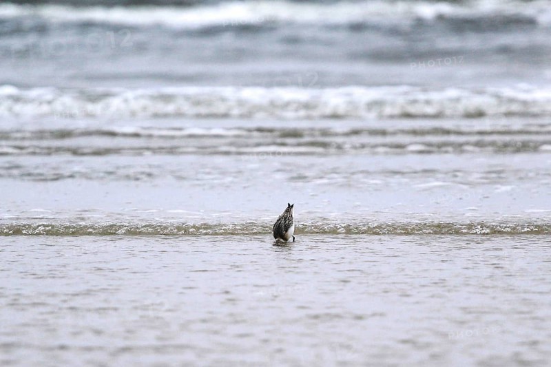 Sanderling Limikole, Usedom, September, Mecklenburg-Western Pomerania, Germany, Europe