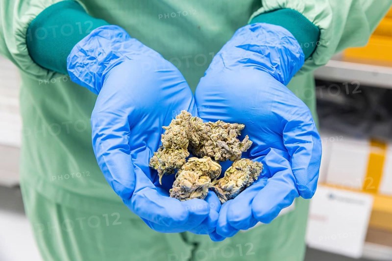 DEU/Saxony/Ebersbach The Saxon cannabis producer Demecan is now the first German company to be authorised to cultivate medicinal cannabis indefinitely under the new Cannabis Act. The company had been authorised to produce since 2019, albeit subject to conditions such as a maximum production quantity or regulated distribution. These conditions will now no longer apply, which will improve the supply situation for medicinal cannabis. The Federal Government Commissioner for Addiction and Drug Issues Burkhard Blienert and Health Minister Petra Köpping took a tour of the production facility to find out more about the production of medicinal cannabis., Federal Drug Commissioner Burghard Blienert and Health Minister Petra Köpping visit Saxon cannabis producer Demecan, Ebersbach, Saxony, Germany, Europe