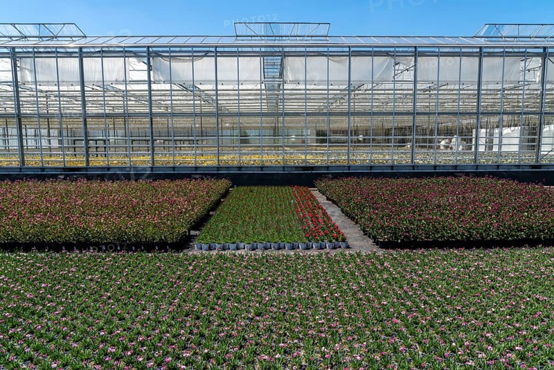 Horticultural business, greenhouse and open-air, various types of potted plants are grown here to be sold in flower shops, supermarkets, DIY stores, garden centres, North Rhine-Westphalia, Germany, Europe