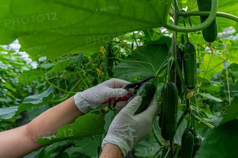 Cultivation of mini cucumbers, snack cucumbers, in a greenhouse, near Straelen, North Rhine-Westphalia, Germany, Harvesting of mini cucumbers, snack cucumbers, in a greenhouse, near Straelen, North Rhine-Westphalia, Germany, Europe