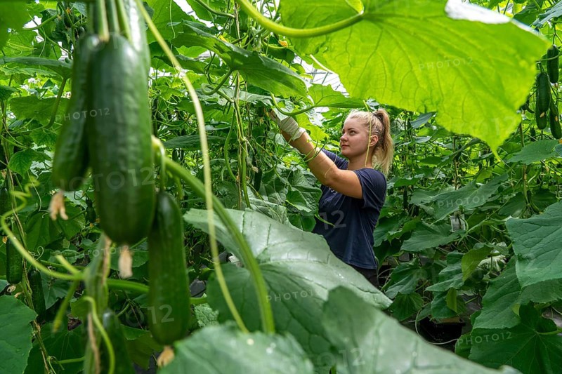 Cultivation of mini cucumbers, snack cucumbers, in a greenhouse, near Straelen, North Rhine-Westphalia, Germany, Harvesting of mini cucumbers, snack cucumbers, in a greenhouse, near Straelen, North Rhine-Westphalia, Germany, Europe