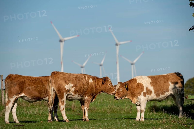 Cows on a pasture, wind farm near Bad Wünneberg, East Westphalia Lippe, North Rhine-Westphalia, Germany, Europe