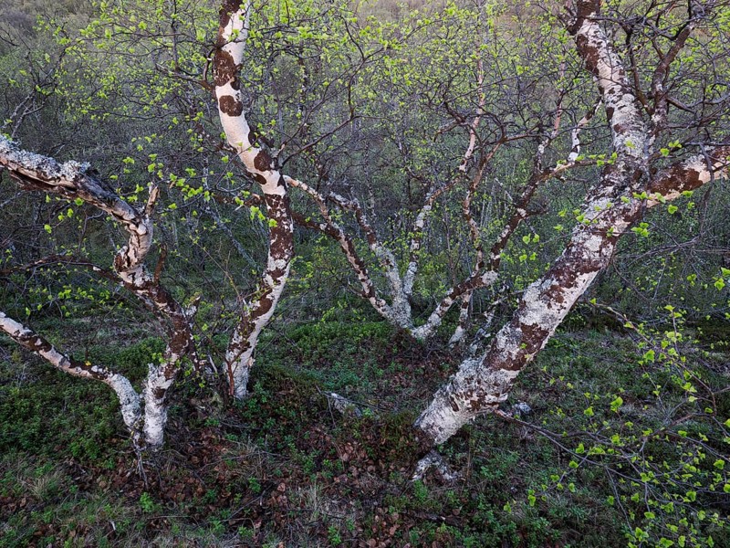 Hairy Birch (Betula pubescens), very old, stunted trees growing upon a hillside, covered in lichen, image was taken just after midnight, May, Finnish Lapland