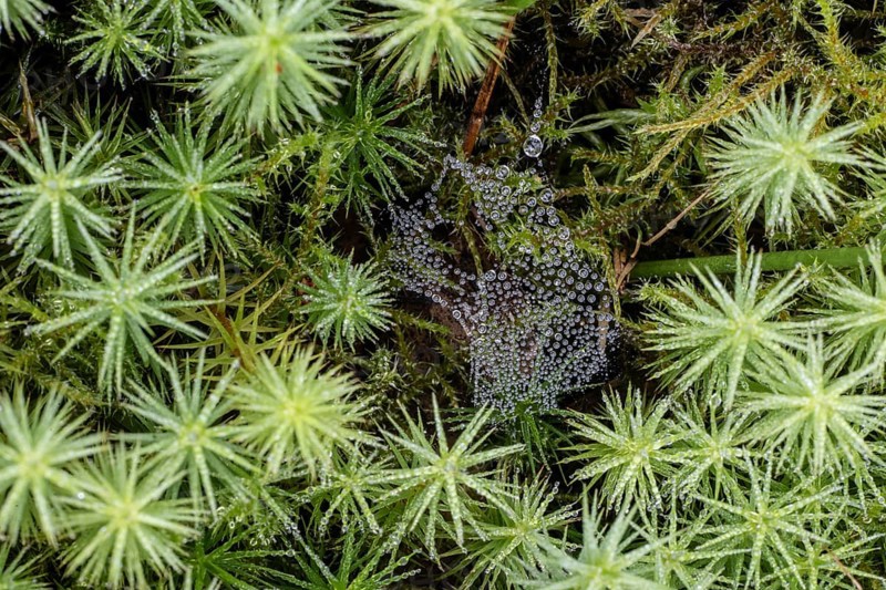 Dew-covered spider's web between common wither moss (Polytrichum commune), Emsland, Lower Saxony, Germany, Europe