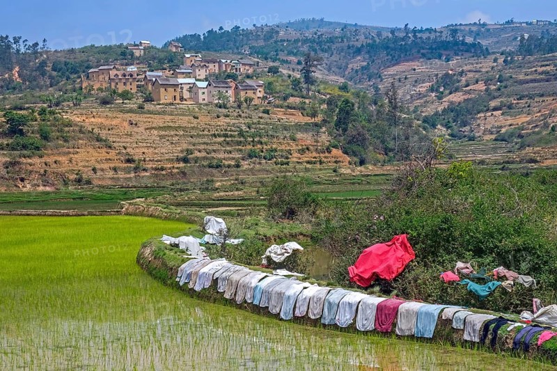 Laundry drying on dike of terraced rice field in Betsileo rural village in the Ambositra District, Amoron'i Mania Region, Central Madagascar