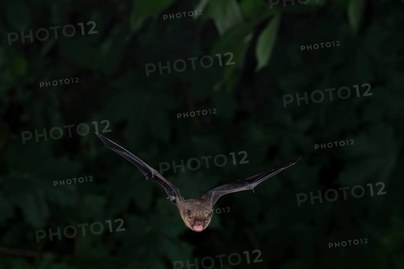 Common pipistrelle (Pipistrellus pipistrellus) hunting insects in front of deciduous forest, Brandenburg, Germany, Europe