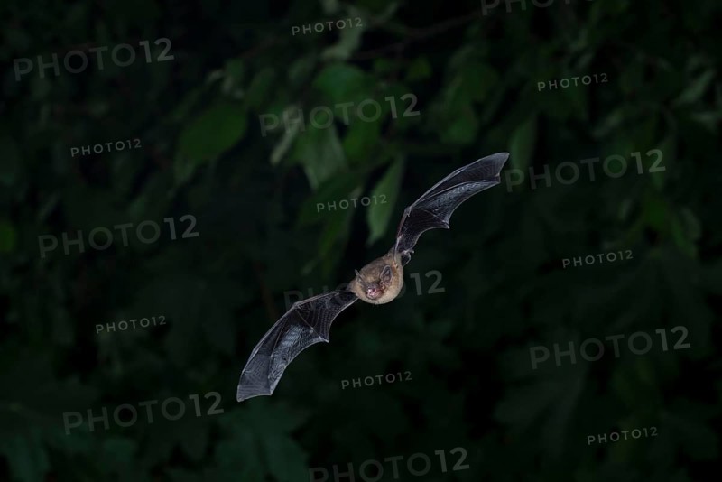 Common pipistrelle (Pipistrellus pipistrellus) hunting insects in front of deciduous forest, Brandenburg, Germany, Europe