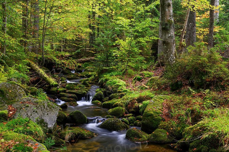 Stream in autumn, Kleine Ohe, Bavarian Forest National Park, Bavaria, Germany, Europe