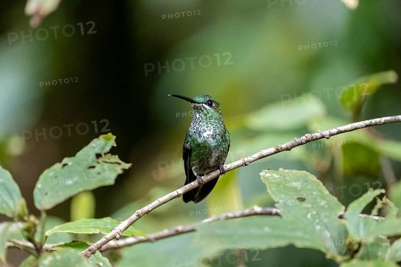 Green-crowned brilliant (Heliodoxa jacula), adult female sitting on a branch, Monteverde Cloud Forest, Monte Verde, Costa Rica, Central America