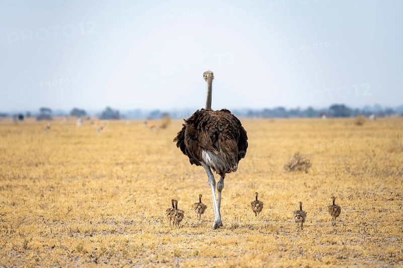 Common ostrich (Struthio camelus), adult female with six young, chicks, animal family, African savannah, Nxai Pan National Park, Botswana, Africa