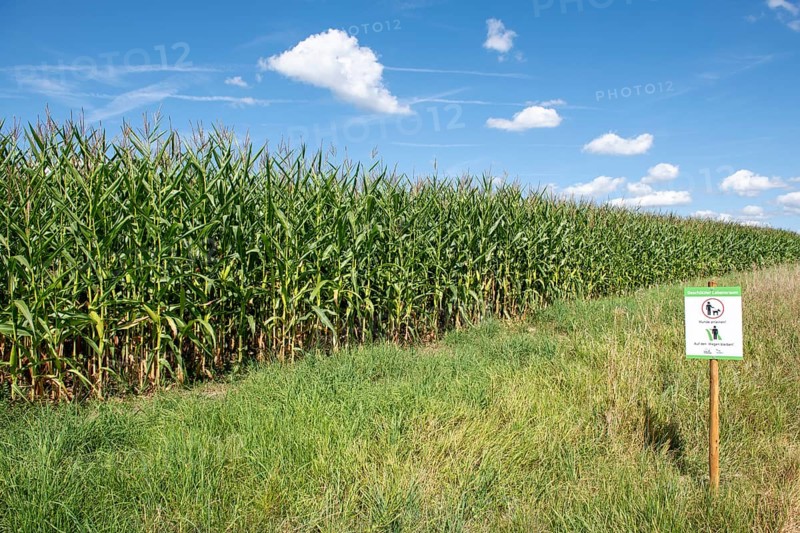 Sign for dog owners that they should stay on the paths and that dogs must be kept on a lead.NABU, animal welfare, fields, maize field, protected habitat, meadow, Baden-Württemberg, Germany, Europe