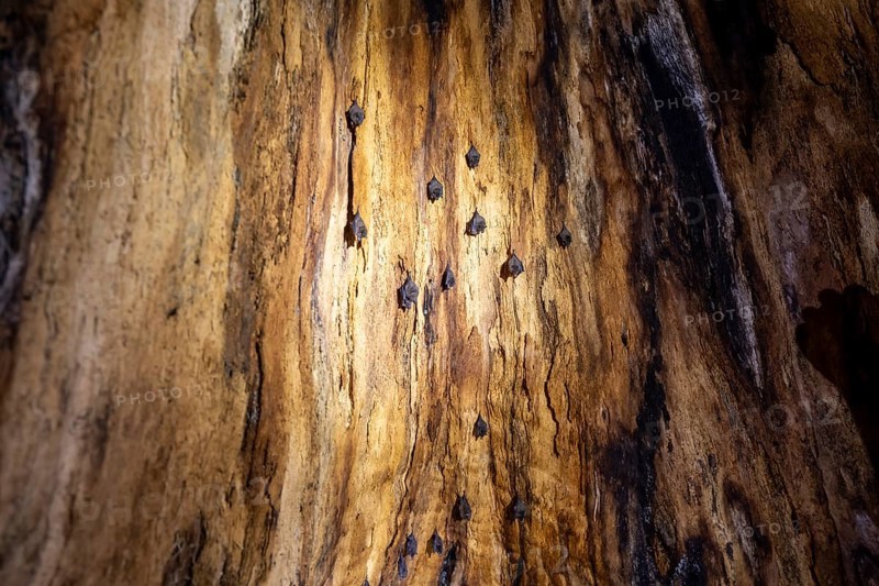Bats hanging inside a hollow tree, tropical rainforest, Corcovado National Park, Osa Peninsula, Puntarena Province, Costa Rica, Central America