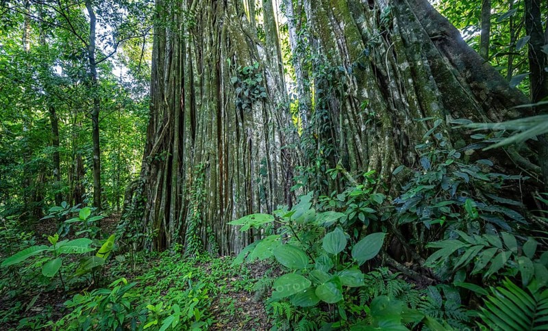 Giant strangler fig (Ficus americana), in the rainforest, Corcovado National Park, Osa, Puntarena Province, Costa Rica, Central America