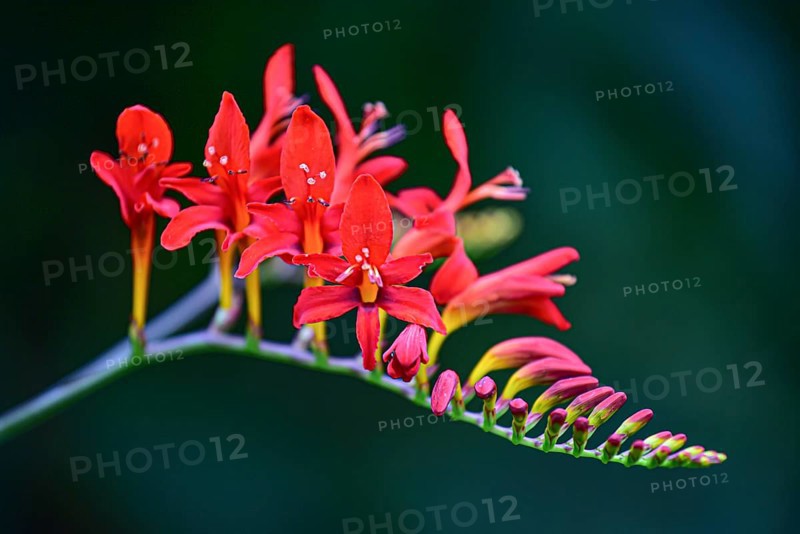 Flower of a Mombretia (Crocosmia), Bavaria, Germany, Europe