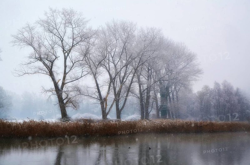 Beautiful Bare Trees in a Foggy and Snowy Winter on the Waterfront to Lake Maggiore in Locarno, Ticino, Switzerland, Europe