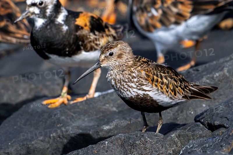 Dunlin (Calidris alpina) adult in breeding plumage resting among flock of ruddy turnstones (Arenaria interpres) on groyne, high tide refuge in summer