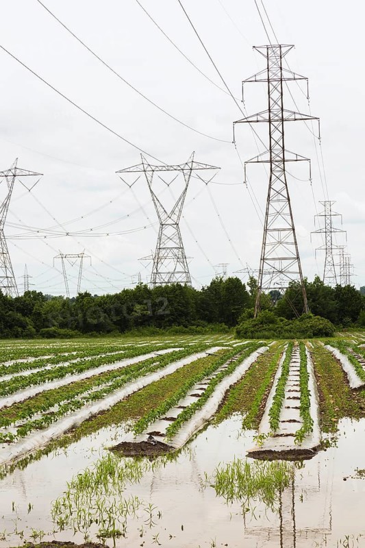 Young vegetable crops protected by plastic sheeting growing in agricultural field flooded and damaged by excessive rainfall due to climate change and bordered by electricity transmission towers in summer, Quebec, Canada, North America