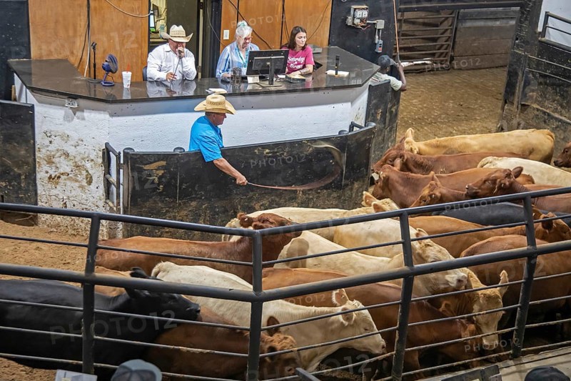 Oklahoma City, Oklahoma, Cattle are auctioned at the Oklahoma National Stockyards. Since it was founded in 1910, more than 100 million cattle have been sold at ONSY's weekly auctions