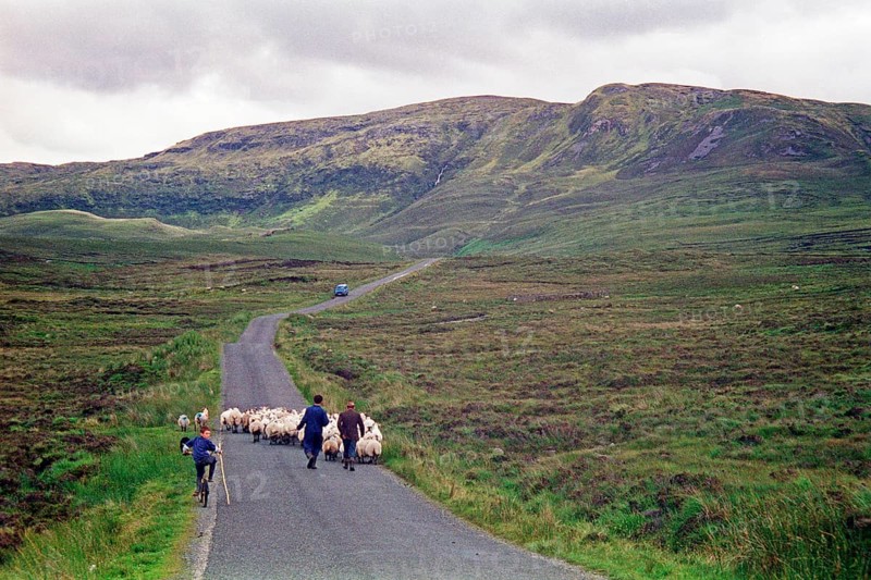 Sheep on the road, farmer, farmer's sons, boy, child, bicycle, County Donegal, Republic of Ireland, 29 July 1993, vintage, retro, old, historic