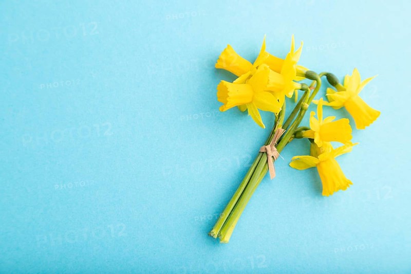 Spring snowdrop narcissus flowers bouquet on blue pastel background. top view, flat lay, copy space, still life. Beauty, spring concept