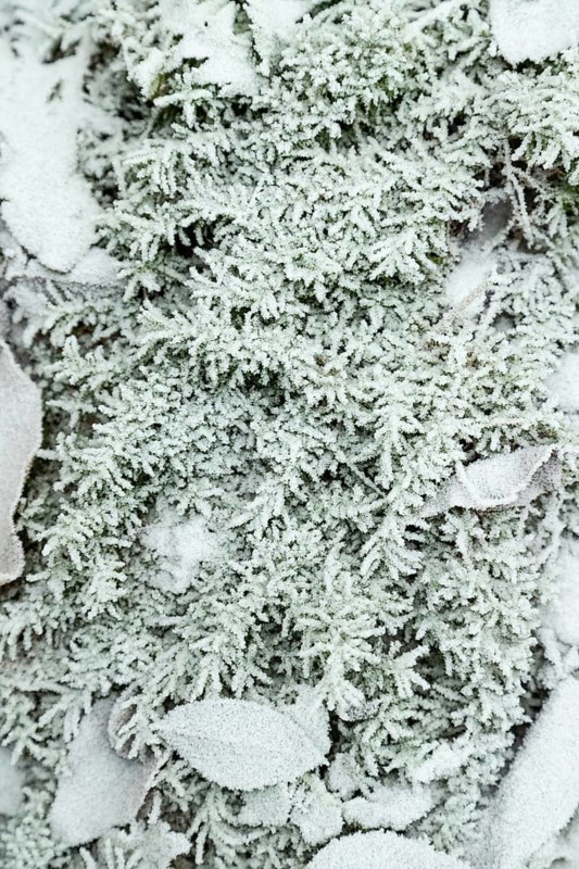 Fern leaves and grass covered with hoarfrost. Abstract floral background, garden and winter concept. Frost texture, close up, flat lay, top view