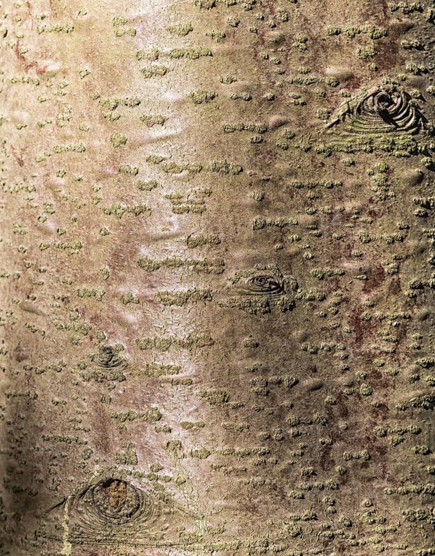 Brown and red tree bark texture with sunlight