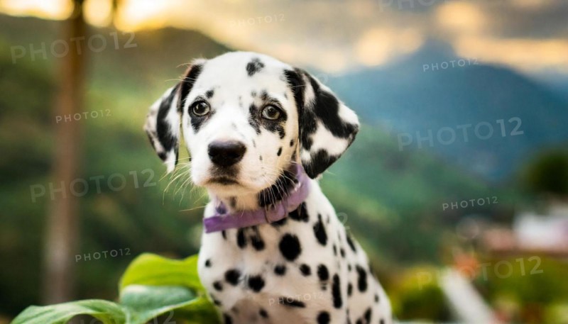 Pets, Dog, Dalmatian, Puppy, AI-generated, AI generated