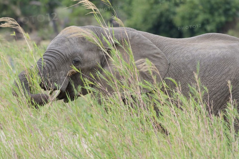 African bush elephant (Loxodonta africana), adult male feeding on reeds in the bed of the Olifants River, Kruger National Park, South Africa, Africa