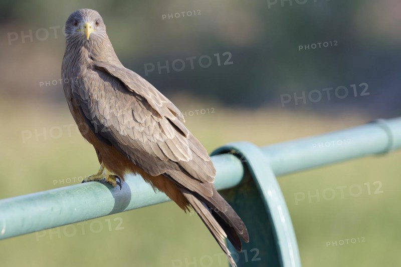 Yellow-billed kite (Milvus aegyptius, adult bird looking at camera, sitting on the guardrail of the bridge, overlooking the Olifants River, Kruger National Park, South Africa, Africa