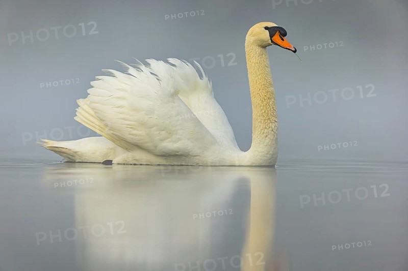 Mute swan, (Cygnus olor), romantic morning mood, Wagbachniederung, Wagh‰usl, Baden-Württemberg, Germany, Europe