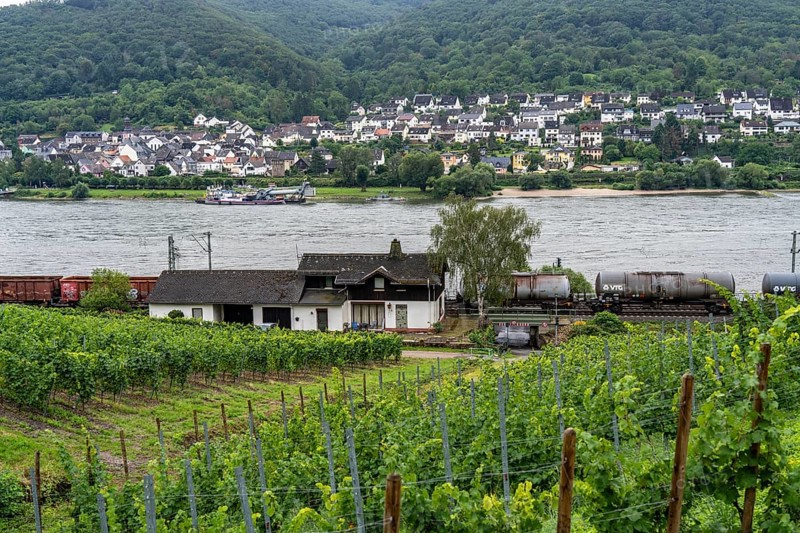 Upper Middle Rhine Valley, railway line on the right bank of the Rhine, goods train line, up to 400 freight trains run here within 24 hours, on both sides, through the Rhine Valley, directly through villages and close to buildings, vineyard, near the village of Lorch, Hesse, Germany, Europe