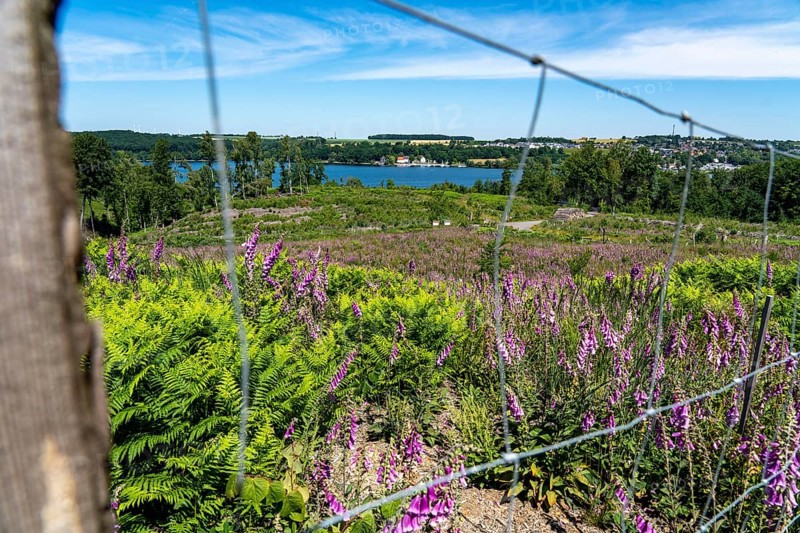 Reforestation in the Arnsberg forest above the Möhnesee, Soest district, fence as browsing protection, to protect against wild animals, on the site of a spruce forest that had died and been felled due to heavy bark beetle infestation, North Rhine-Westphalia, Germany, Europe