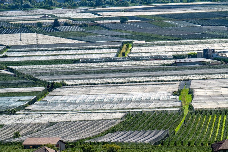 Apple-growing area and wine-growing, in the Adige Valley, South Tyrol, large areas under cultivation, in South Tyrol over 18, 400 hectares, cultivated by over 7000 fruit growers, during the harvest season, Italy, Europe