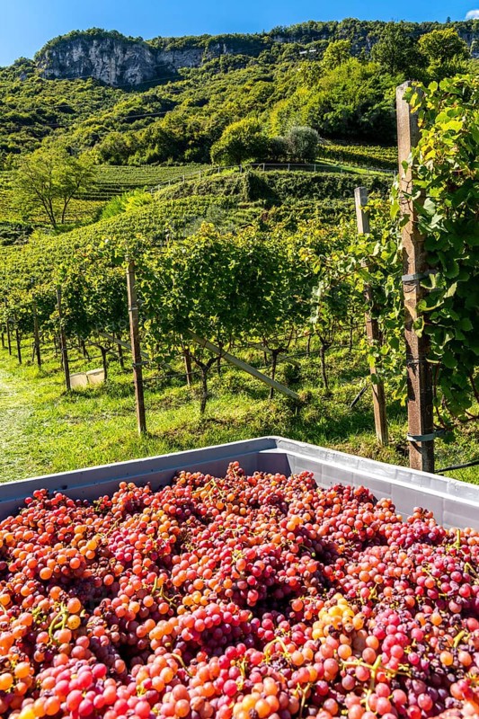 Wine-growing, in the Adige Valley, near the village of Tramin on the Wine Road, South Tyrol, freshly harvested Gewürztraminer grapes, Italy, Europe