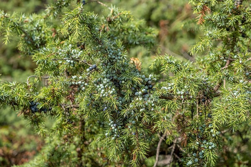 Common juniper (Juniperus communis), Netherlands