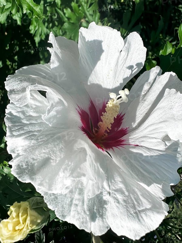 Hibiscus, Garden mallow, Althaea officinalis, Shrub mallow, rose of sharon (Hibiscus syriacus)