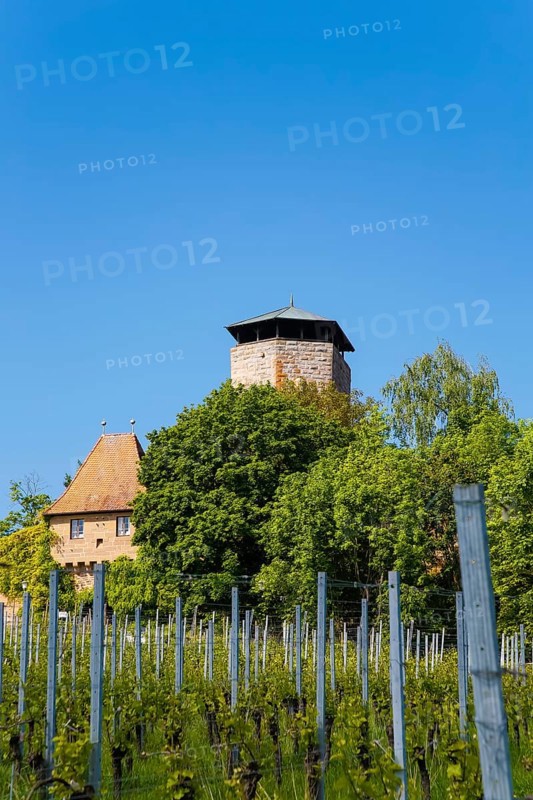 Hohenbeilstein Castle, hilltop castle, vineyards, Beilstein, Heilbronn district, Baden-Württemberg, Germany, Europe
