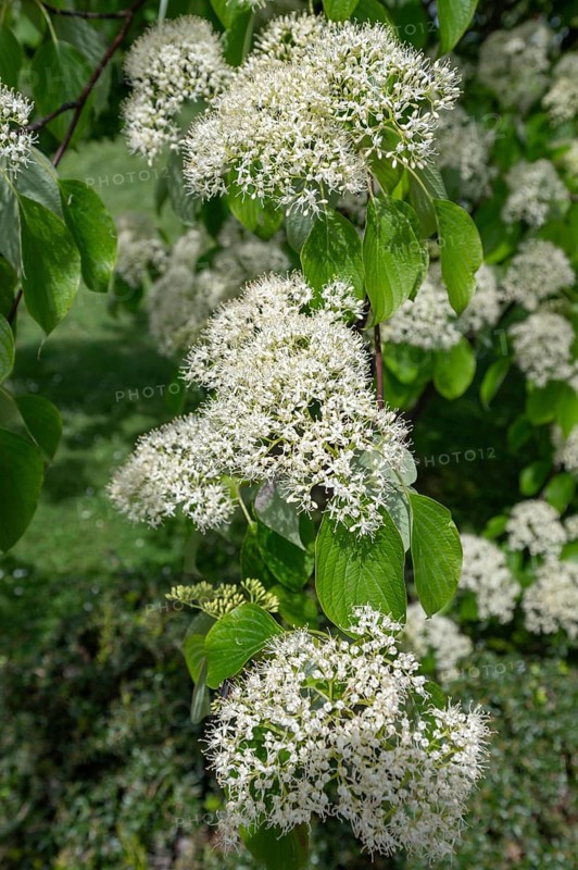 Giant dogwood flowers, Bavaria, Germany, Europe