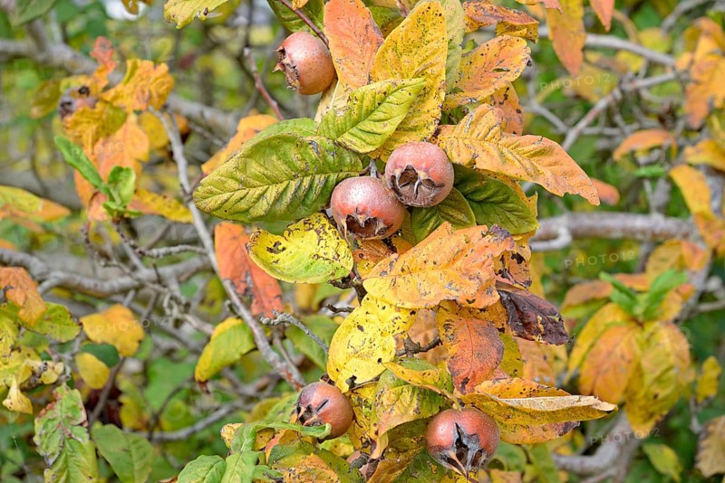Common medlar (Mespilus germanica), branch with fruit, Moselle, Rhineland-Palatinate, Germany, Europe