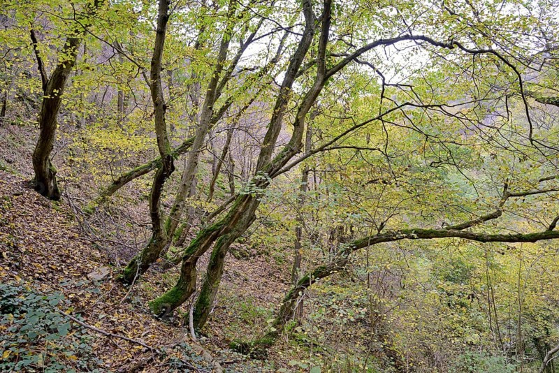 Dortebach valley in autumn, steep slopes, european hornbeams (Carpinus betulus) with a curious growth habit, narrow side valley of the Moselle, Rhineland-Palatinate, Germany Germany