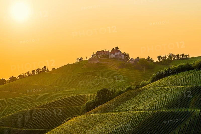 Vineyards and Staufenberg Castle, Durbach, Ortenau, Black Forest, Baden-Württemberg, Germany, Europe