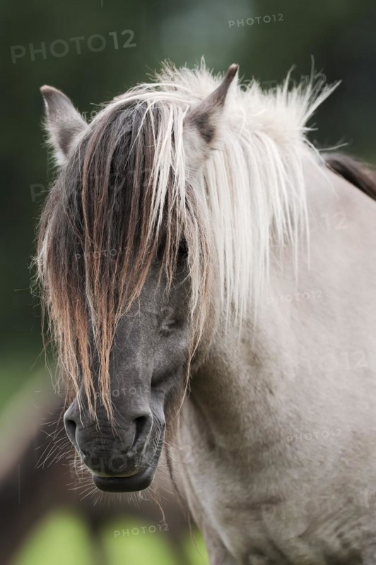 Dülmen wild horse, portrait, Merfelder Bruch, Dülmen, North Rhine-Westphalia, Germany, Europe
