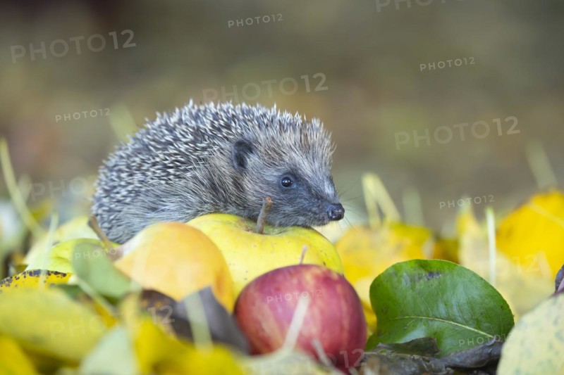 European hedgehog (Erinaceus europaeus) adult animal walking over fallen apples in a garden in the autumn, England, United Kingdom, Europe