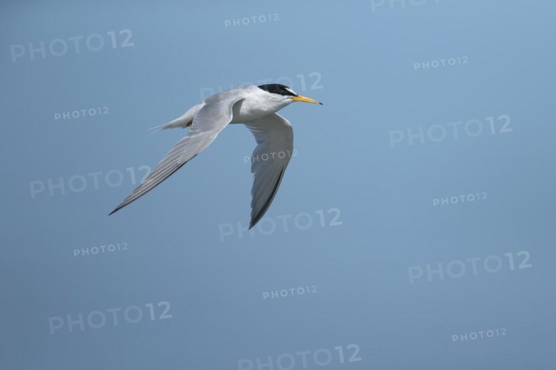 Little tern (Sternula albifrons) adult bird in flight against a blue sky, Suffolk, England, United Kingdom, Europe