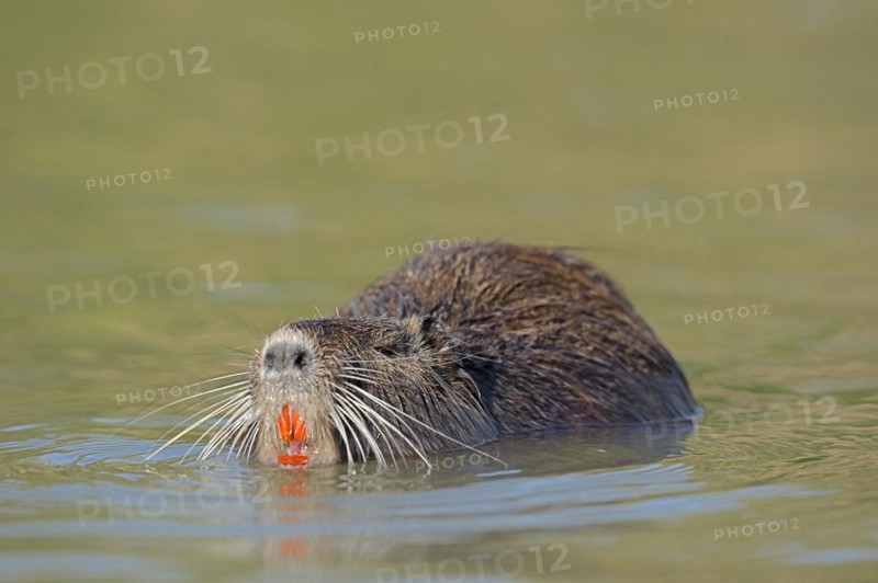 Nutria (Myocastor coypus) swimming in the water, neozoa, Camargue, France, Europe