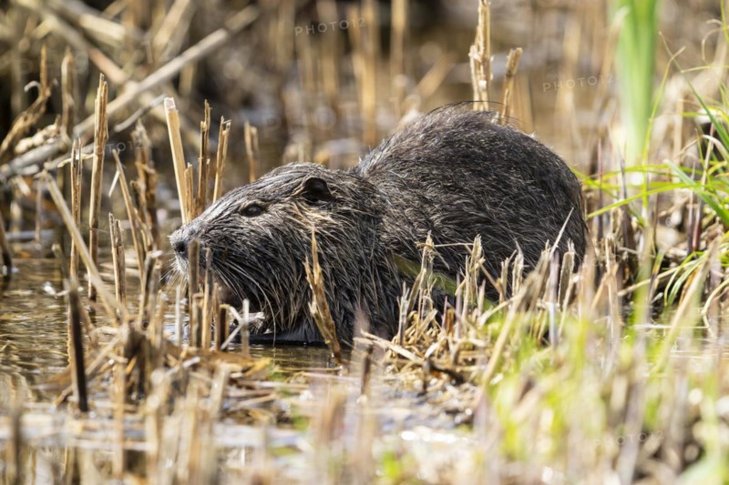 Nutria (Myocastor coypus), beaver rat, foraging in reeds, wildlife, Germany, Europe