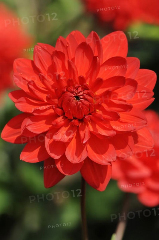 Dahlia 'My Valentine' (Dahlia Hybride), flower, ornamental plant, North Rhine-Westphalia, Germany, Europe