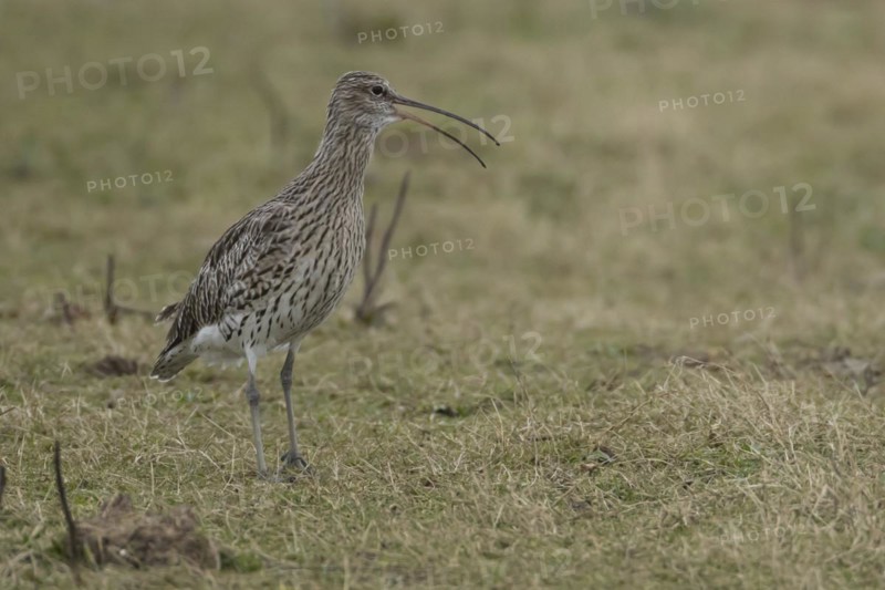 Eurasian curlew (Numenius arquata) adult bird calling on grassland, England, United Kingdom, Europe