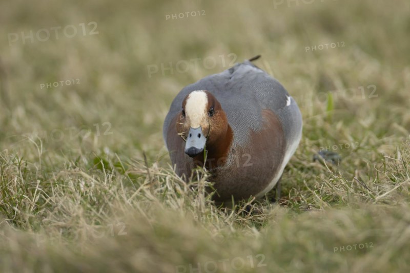 Eurasian wigeon duck (Mareca penelope) adult male bird feeding on grassland, England, United Kingdom, Europe
