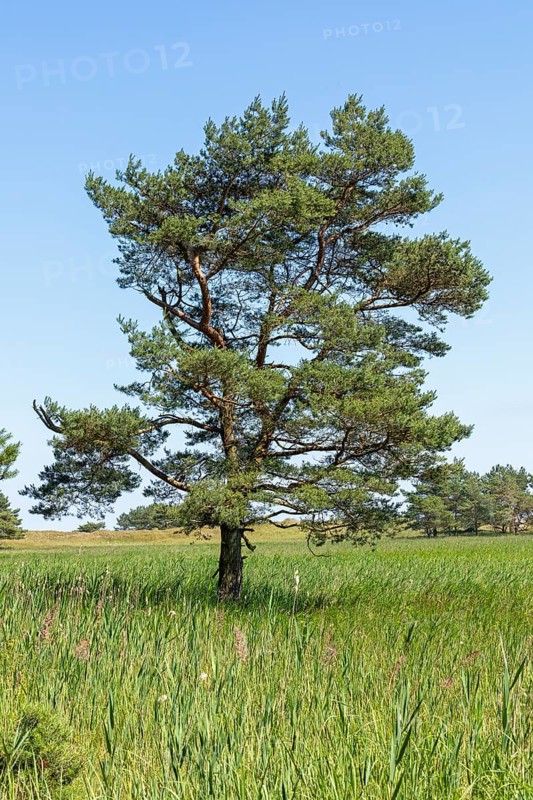 Pine, reed grass, circular hiking trail, Darßer Ort, Born a. Darß, Mecklenburg-Vorpommern, Germany, Europe
